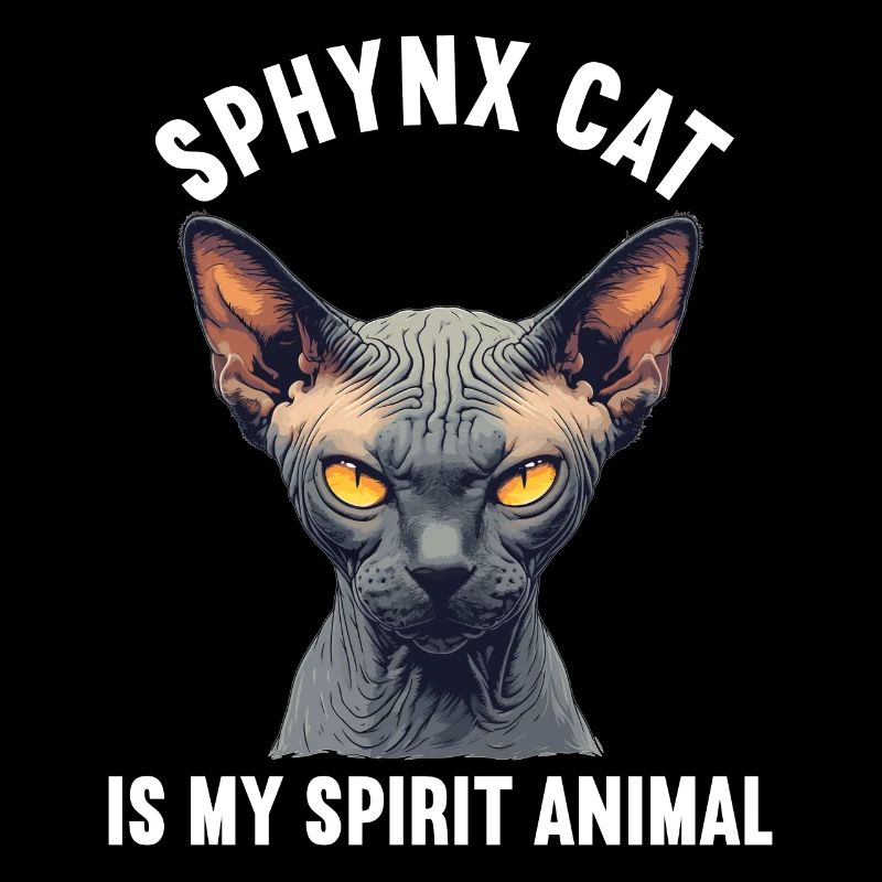 Chaton Sphynx Chat Sphynx