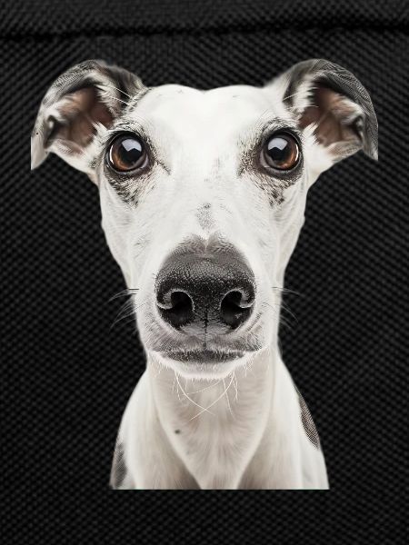 Whippet