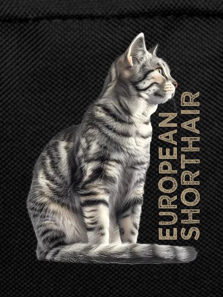 European shorthair