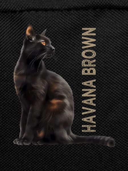 Havana brown
