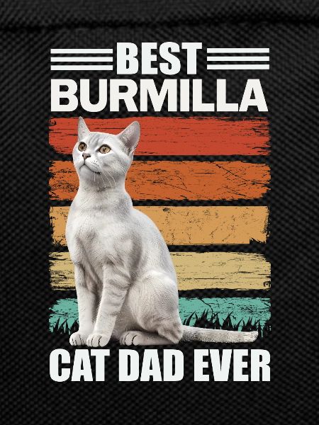 Burmilla Papa Cat