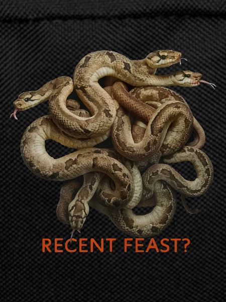 SNAKES, RECENT FEAST