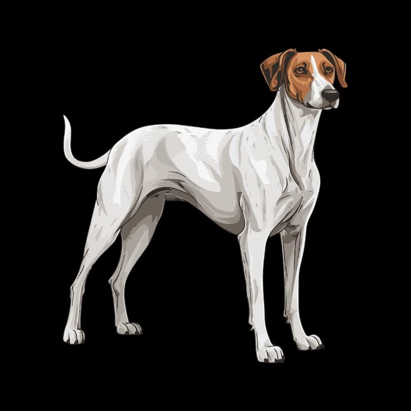 Greyhound Dog