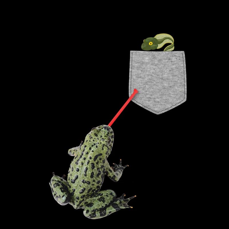 Froschzunge, die nach Kaulquappe in Ihrer Tasche greift