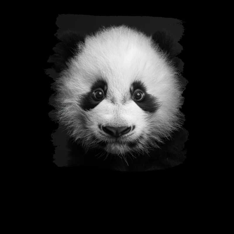 Panda géant Pandas Große Pandas Großer Panda