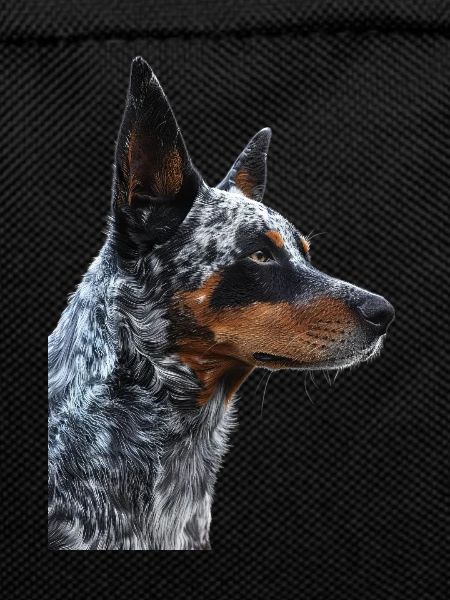 Australian Cattle Dog