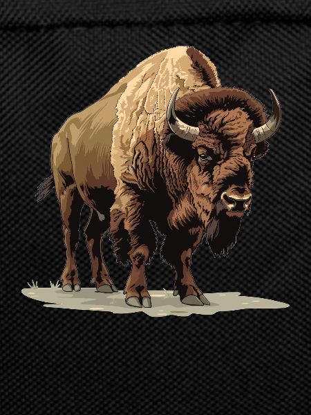 Bisons Bison