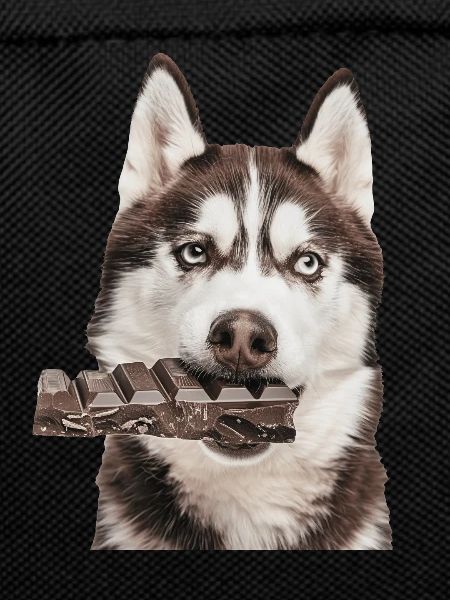 Siberian Husky