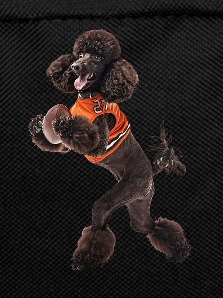 Poodle