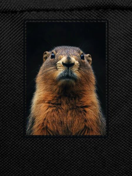 Marmots Groundhog