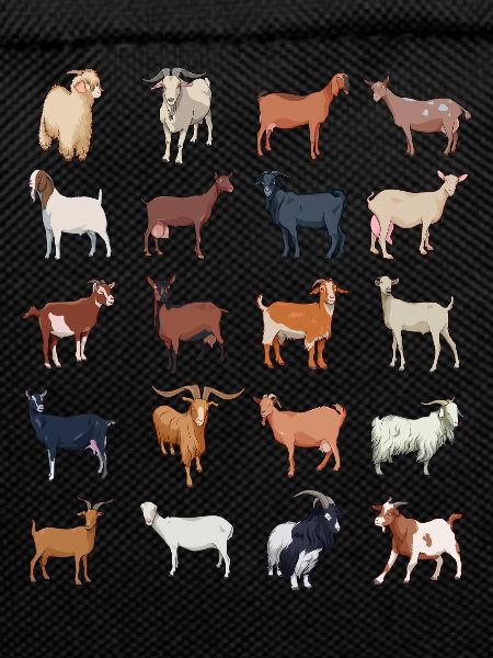 Petting zoo - lots of goats