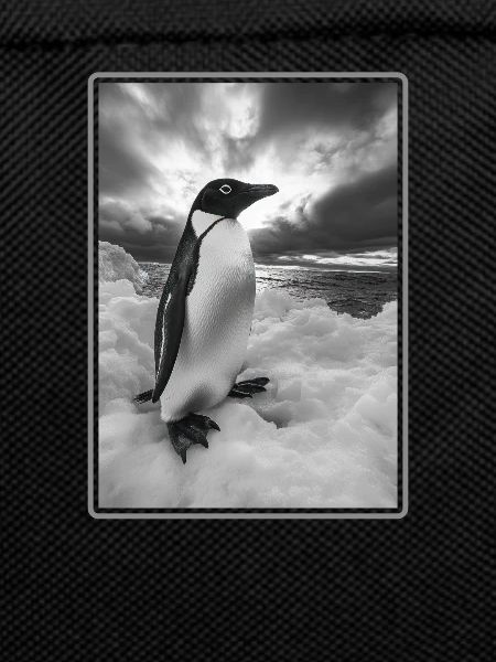 Pingouins Pingouin