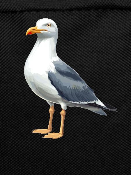 Möwen Möwe