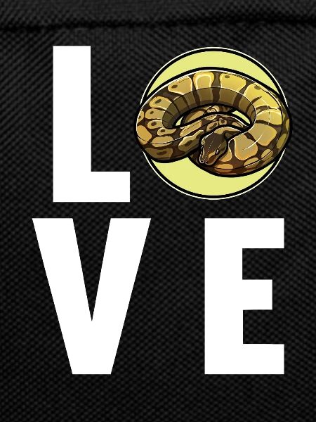 Ball Python Königspythons Königspython