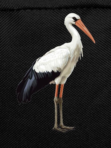 Storks Stork
