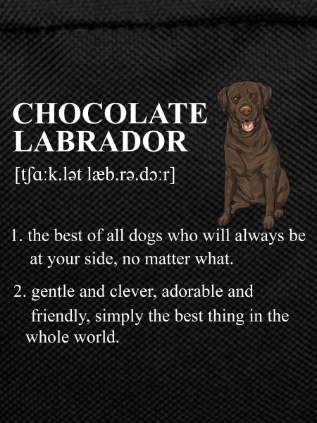 Chocolate Labrador Retriever Dog