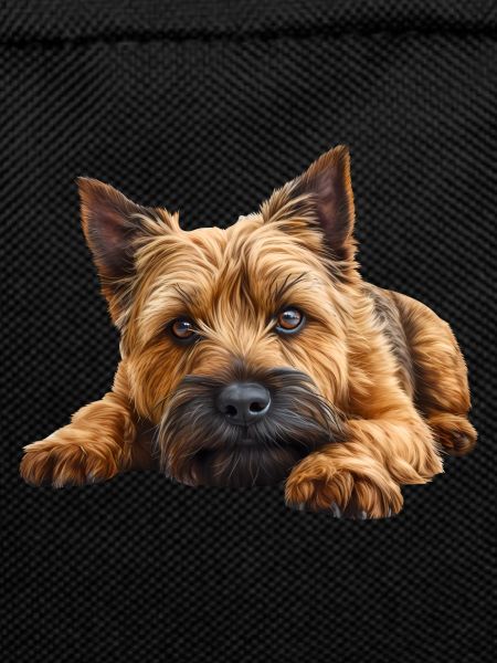 Cairn Terrier