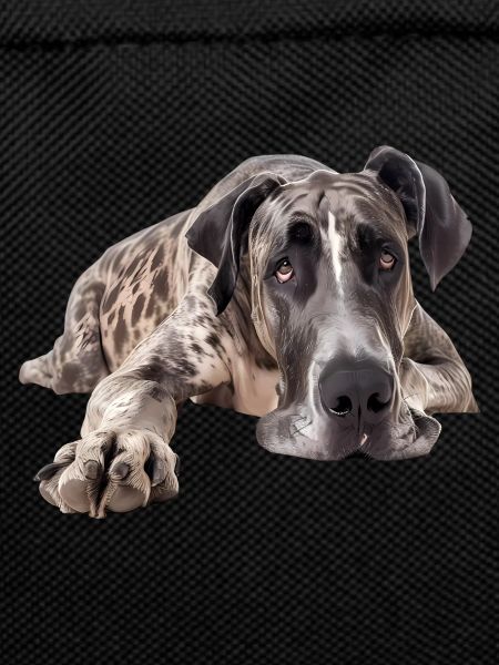 Great Dane