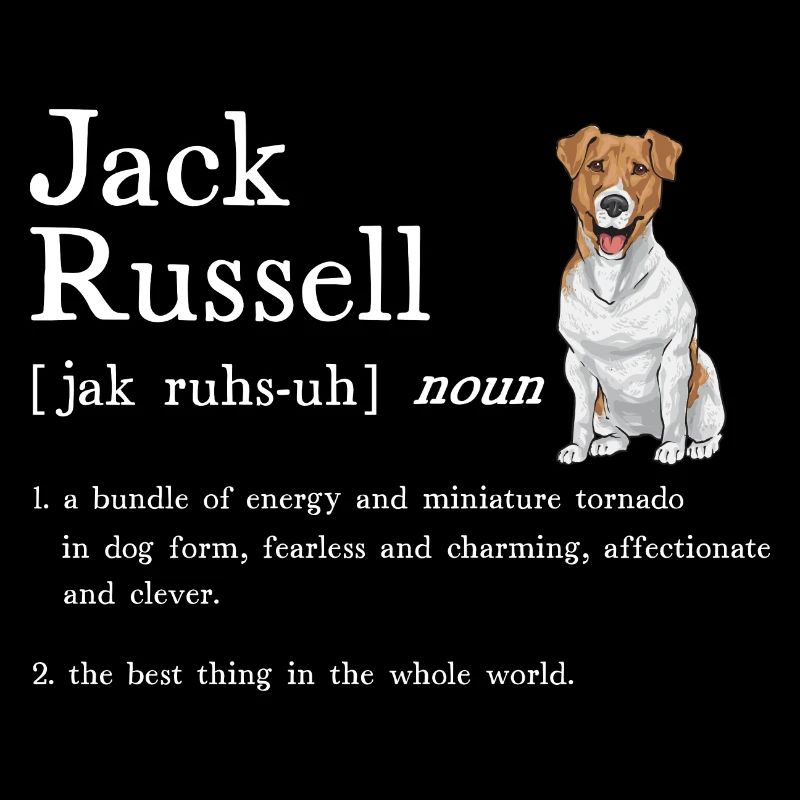 Jack Russell Terrier