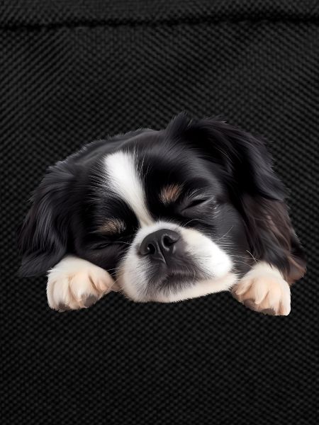 Japanese Chin