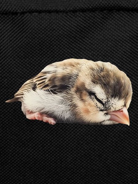 Finch Bird