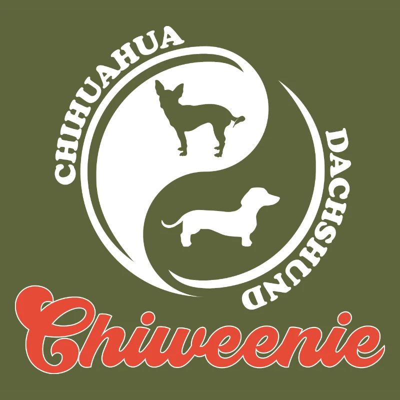 Chiweenie Dog