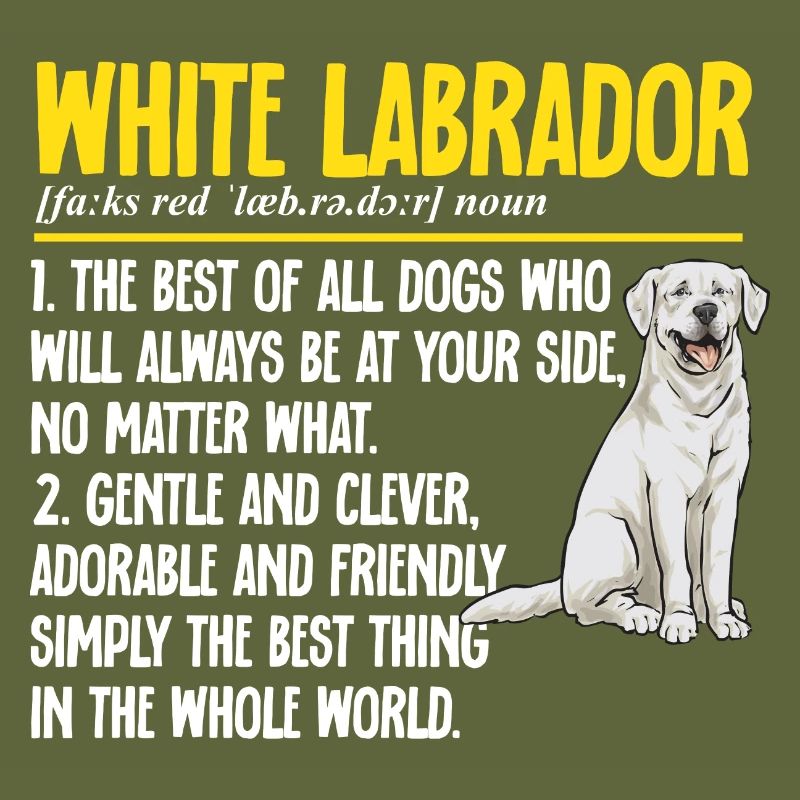 Labrador Retriever blanc Labrador Labrador blanc
