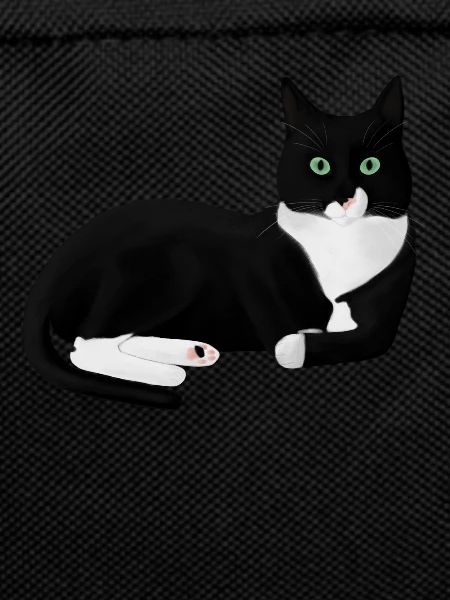 Black and White Cat