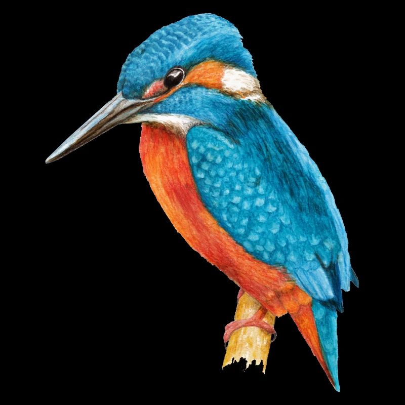Eisvogel