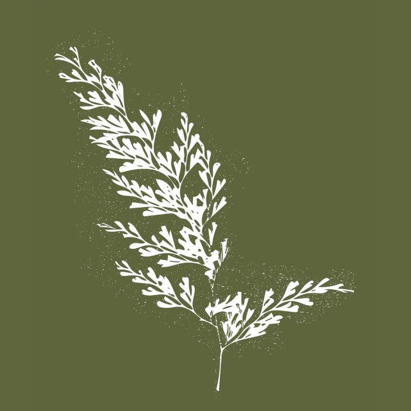 Farn Blatt