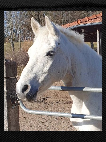 White horse portrait