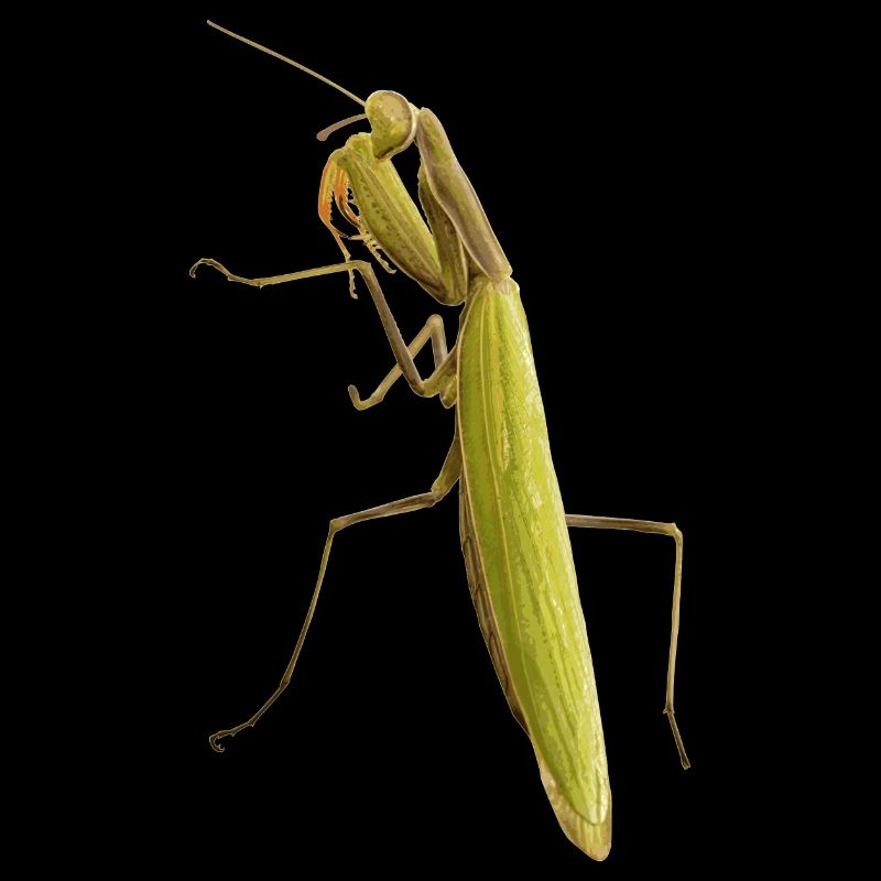 A praying mantis in wait