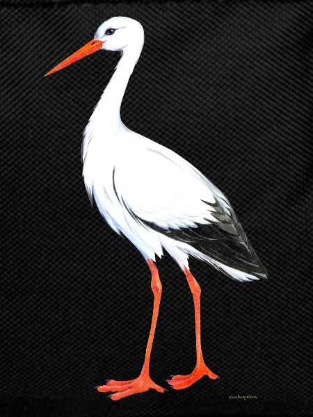 stork