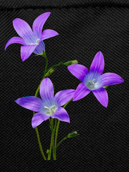 Bluebells