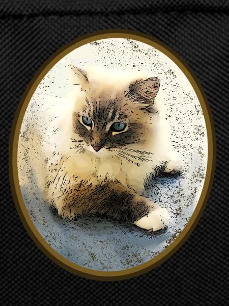Katze