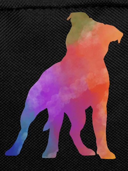 PITBULL AMSTAF coloured