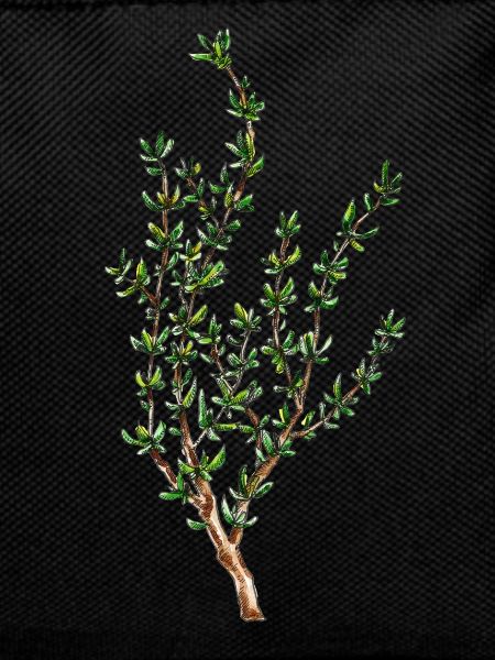 Thymian