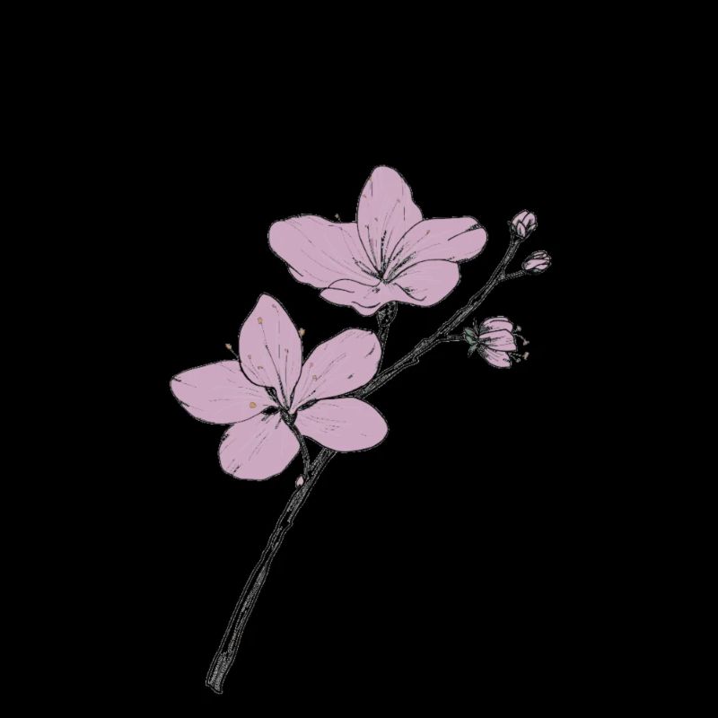 Kirschblüte