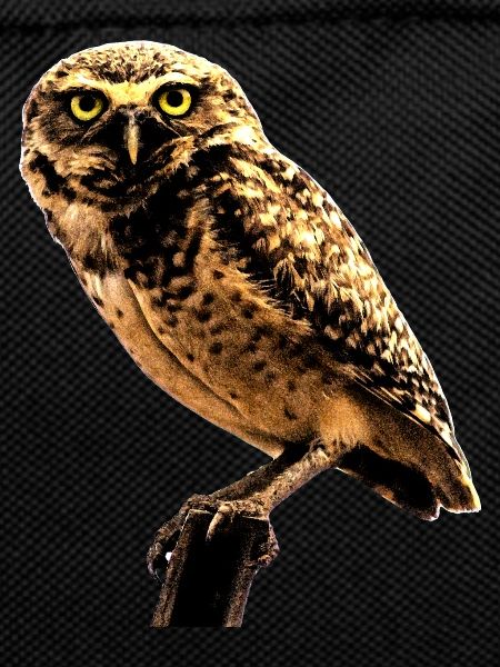 the owl the owl