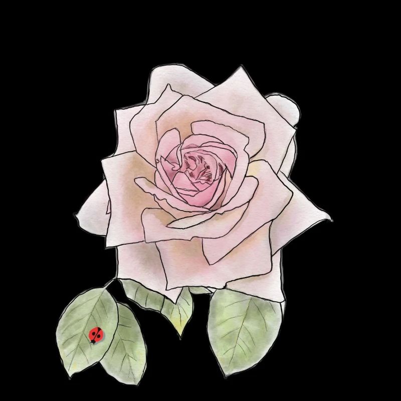 Rose und Marienkäfer