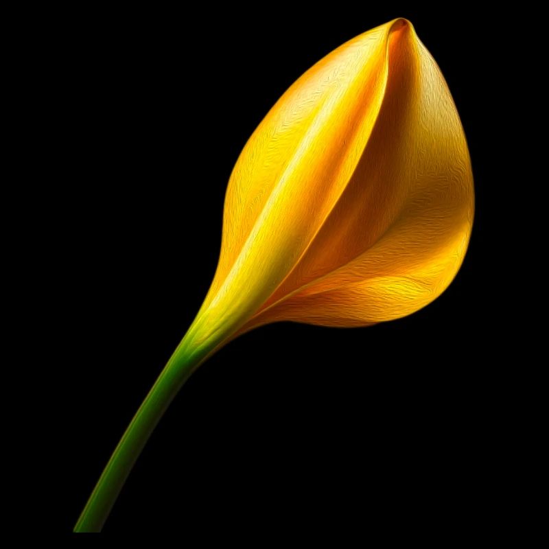 Golden Calla