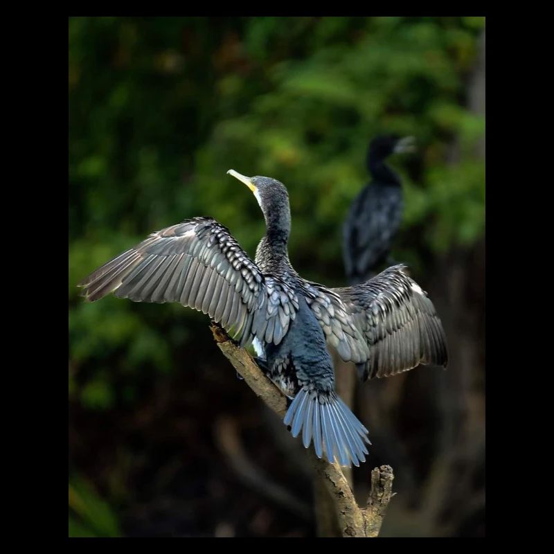 Stylish bird