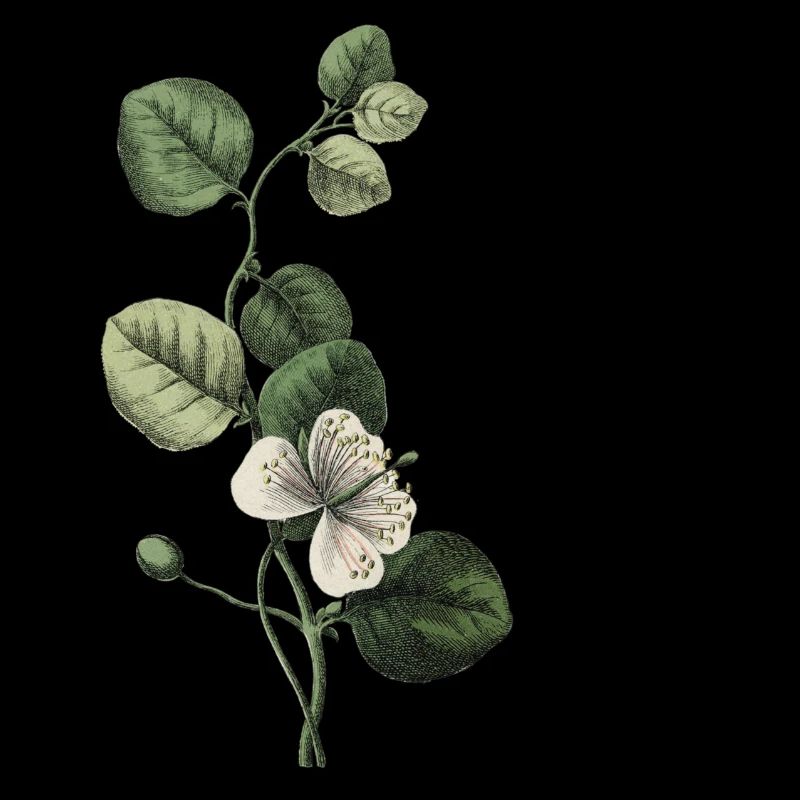 Letter P Green Botany