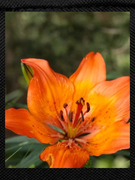 Orange Tiger Lily