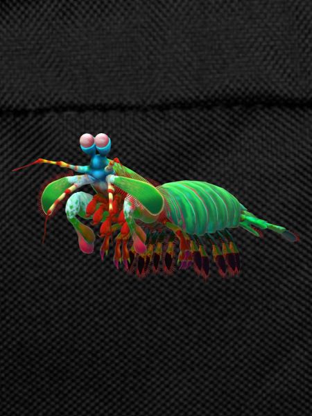 mantis shrimp