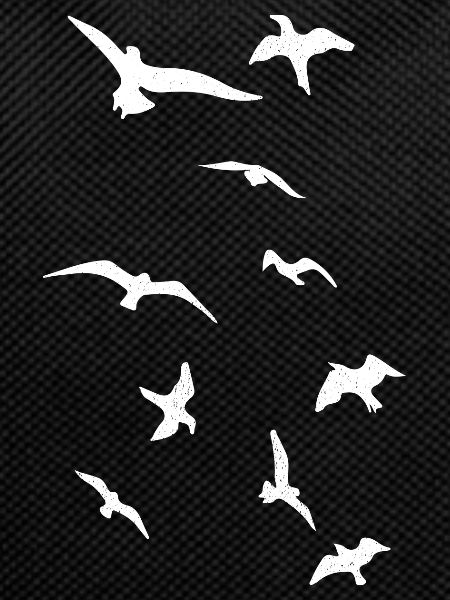 Birds Birdwatchers Spring Bird