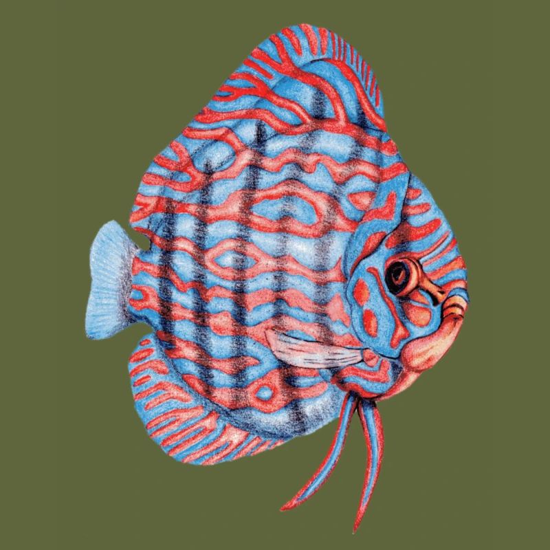 Diskus