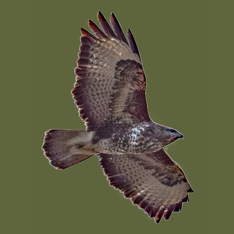 Buzzard in flight