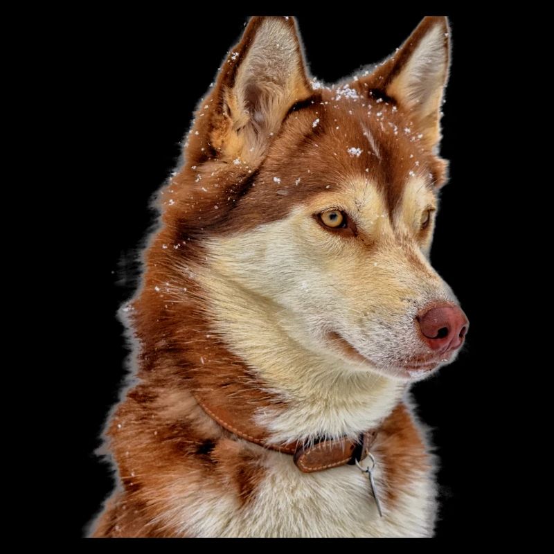 Husky Schneebraun