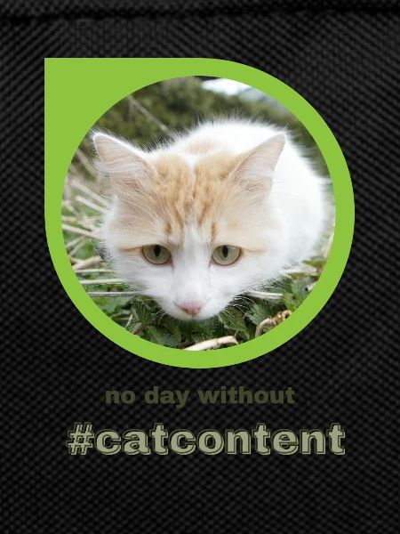 catcontent